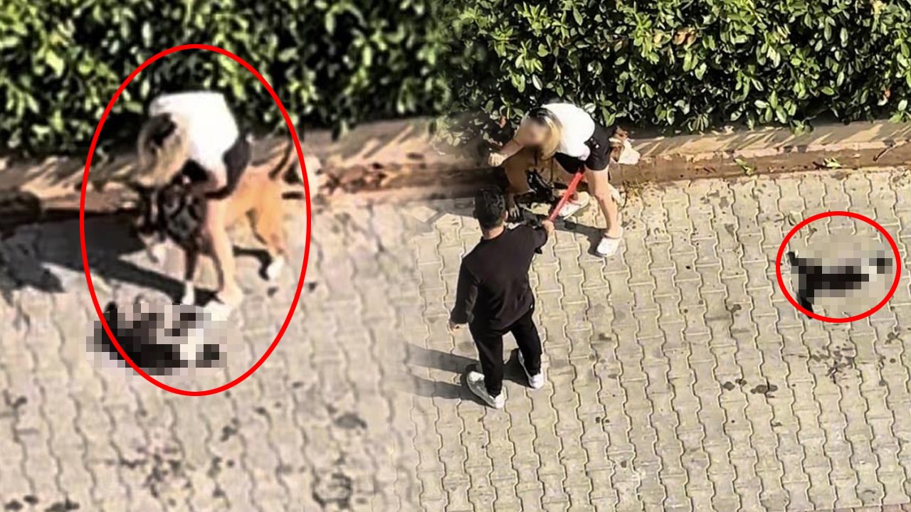 Pitbull cinsi köpek kediyi telef etti, sahibi 