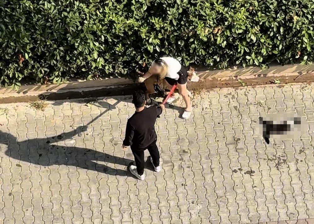 Pitbull cinsi köpek kediyi telef etti, sahibi "Polisi aramayın" diye yalvardı