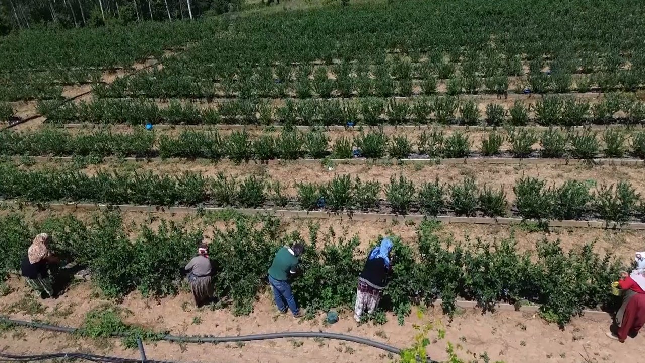 Sosyal medyada gördü, devlet desteğiyle hayatı değişti! Bölgenin "yaban mersini kralı" oldu