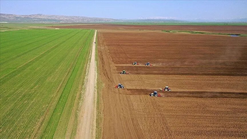 Yapay zekaya güvenen çiftçi kabusu yaşadı! 25 dönümlük tarlası bir gecede kurudu