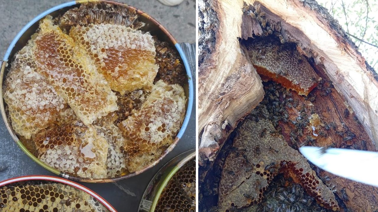 Ağaç kovuğunda buluyorlar, kilosunu 10 bin liradan satıyorlar!