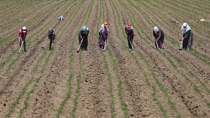 Çiftçiye 106 milyar liralık destek! 2,9 milyon üretici yararlandı