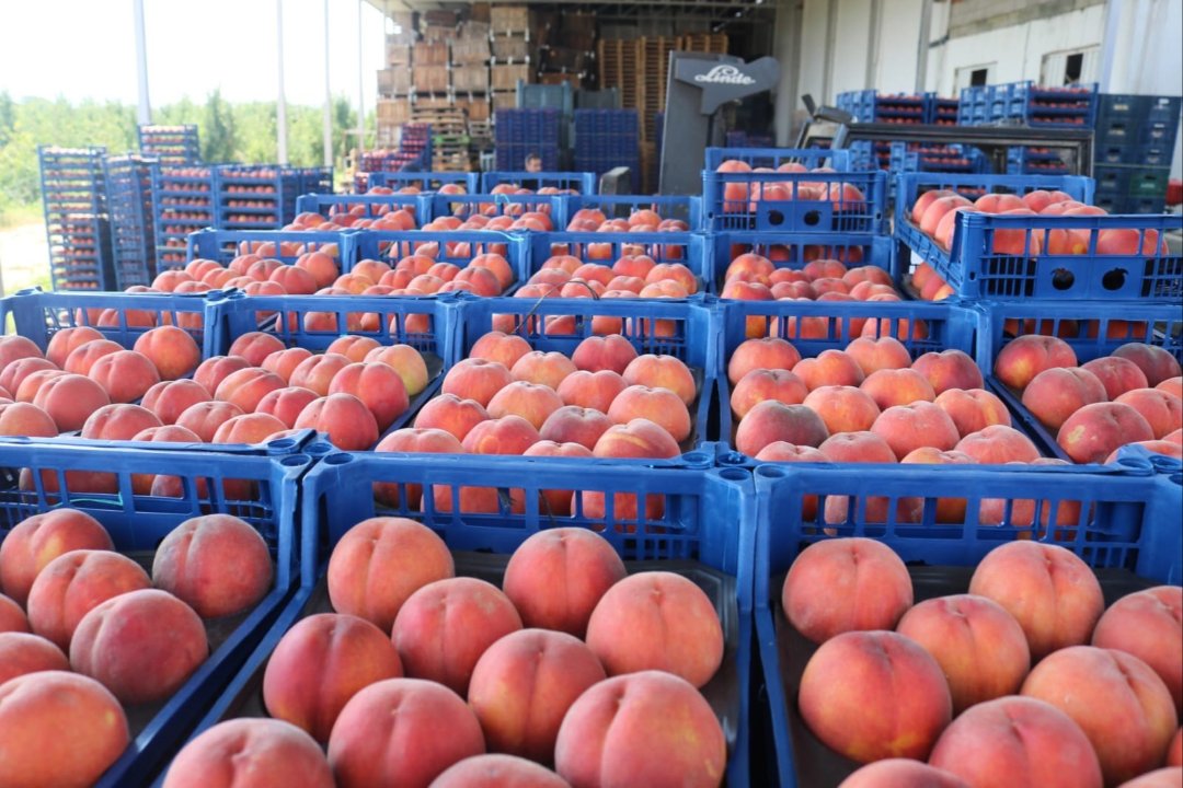 Tarlada kilosu 30 liradan 15 liraya geriledi! Üreticinin zararı büyük: Maliyeti 22 lira