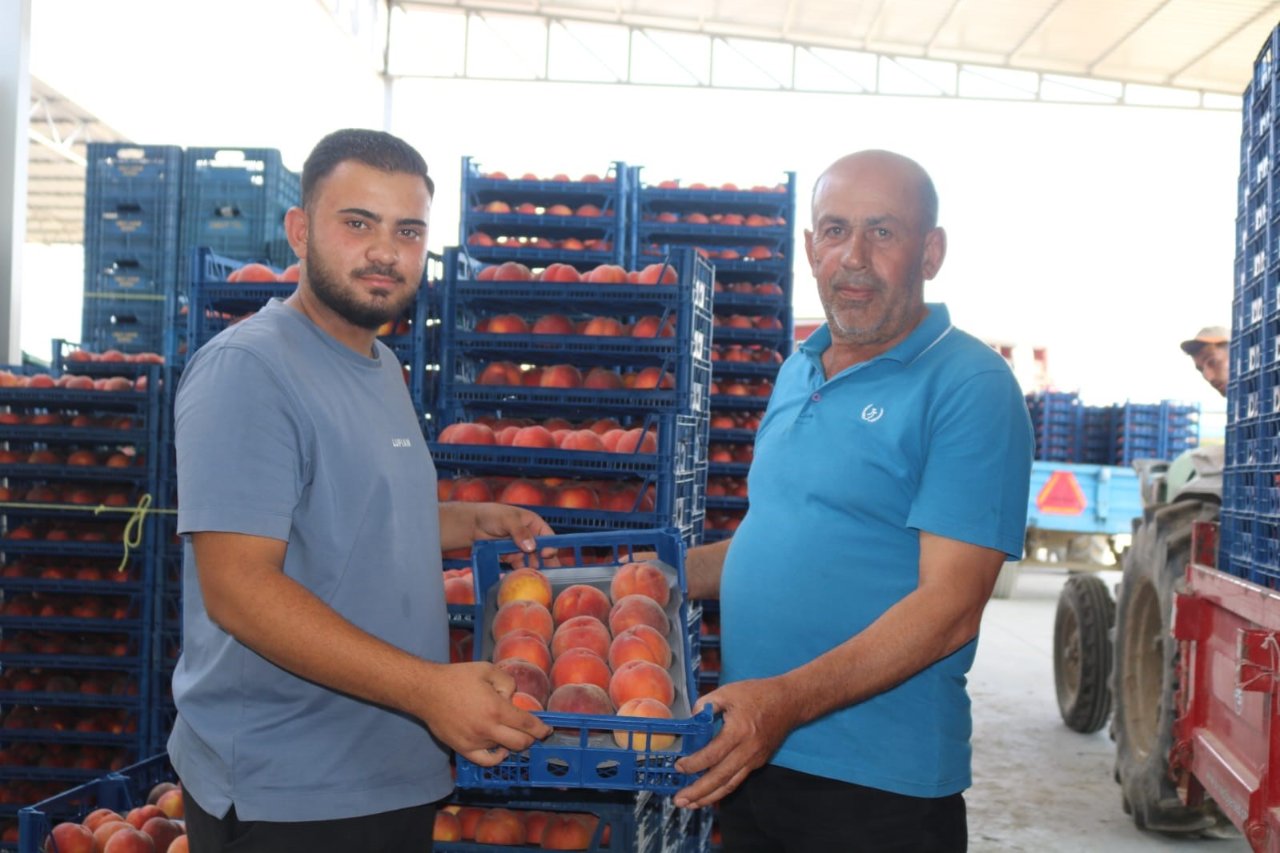 Tarlada kilosu 30 liradan 15 liraya geriledi! Üreticinin zararı büyük: Maliyeti 22 lira