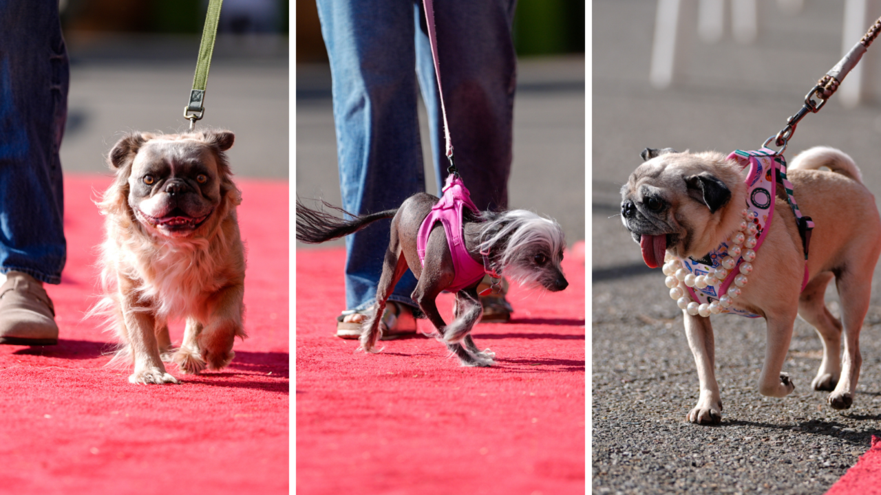 Dünyanın en çirkin köpeği belli oldu! Zirvenin sahibi tacı kaptı, görenleri şaşırttı