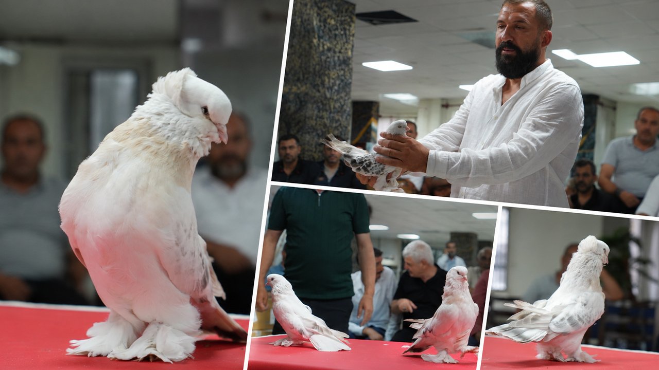 Hepsi tek tek podyuma çıktı! Ev ve araba parasına satılıyor… Değeri 5 milyon TL’ye kadar çıkıyor