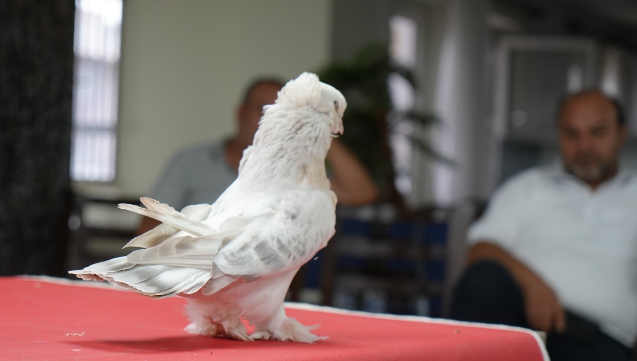 Hepsi tek tek podyuma çıktı! Ev ve araba parasına satılıyor… Değeri 5 milyon TL’ye kadar çıkıyor