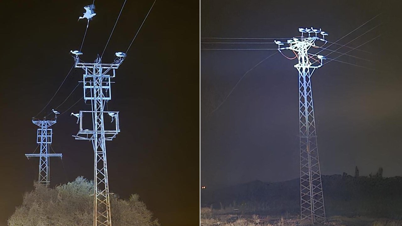 Dönüş yoluna geçen leylekler 3 beldeyi elektriksiz bıraktı