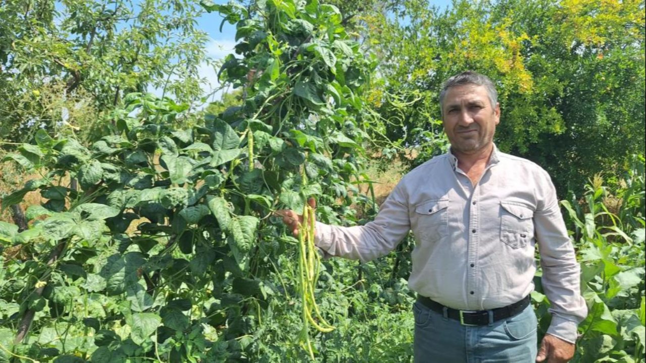 Günlük 4 ton satılıyor, kilosu 60 lira! Kalp dostu ürün yoğun talep görüyor