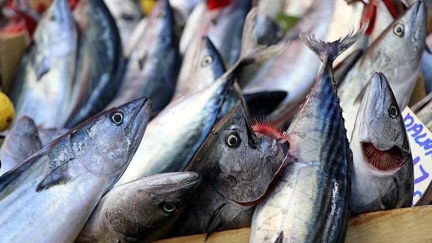 Hamsi ihracatında büyük artış! 7 ayda 10,9 milyon dolar kazandırdı