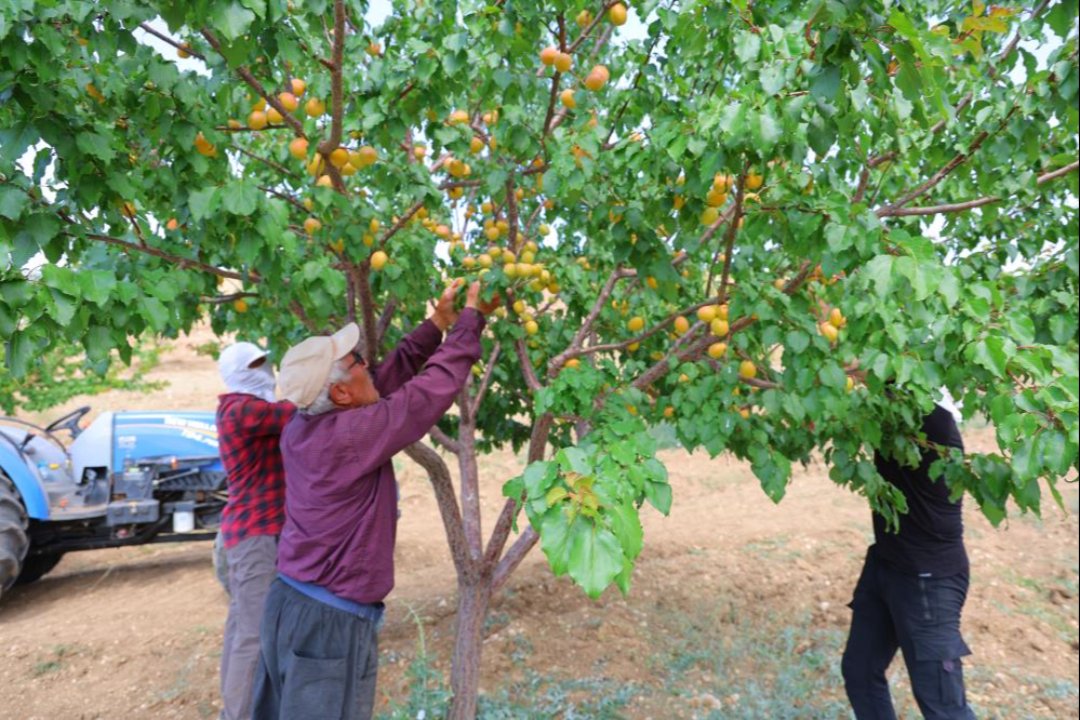 Susuz bölgede 500 kayısı ağacı yetiştirdi, 4 ton verim aldı! 17 yaşındaki Umay’ın projesi Türkiye birincisi oldu