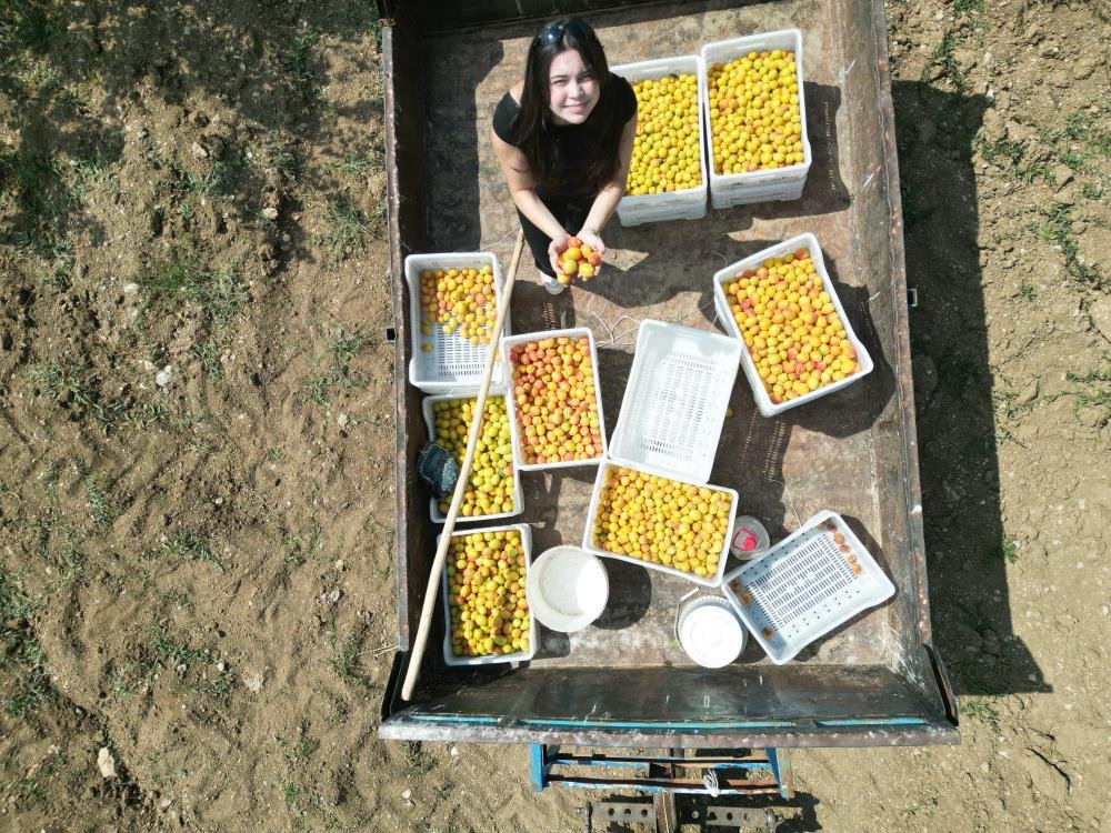 Susuz bölgede 500 kayısı ağacı yetiştirdi, 4 ton verim aldı! 17 yaşındaki Umay’ın projesi Türkiye birincisi oldu