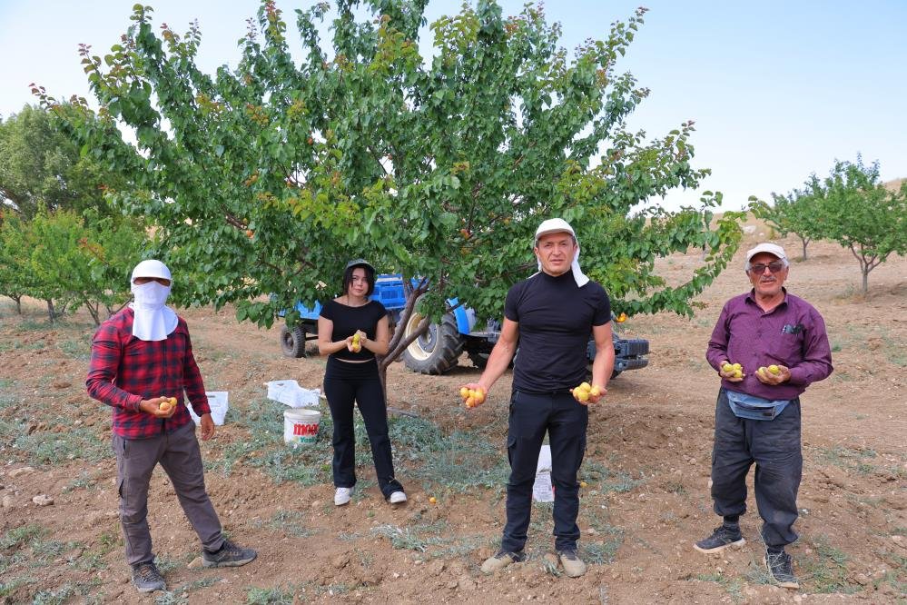 Susuz bölgede 500 kayısı ağacı yetiştirdi, 4 ton verim aldı! 17 yaşındaki Umay’ın projesi Türkiye birincisi oldu