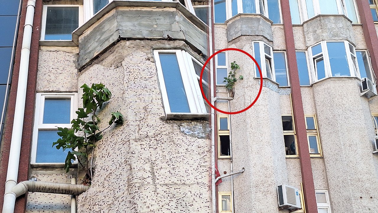 4 katlı binanın duvarında büyüdü! Bu ağacı görenler gözlerine inanamıyor