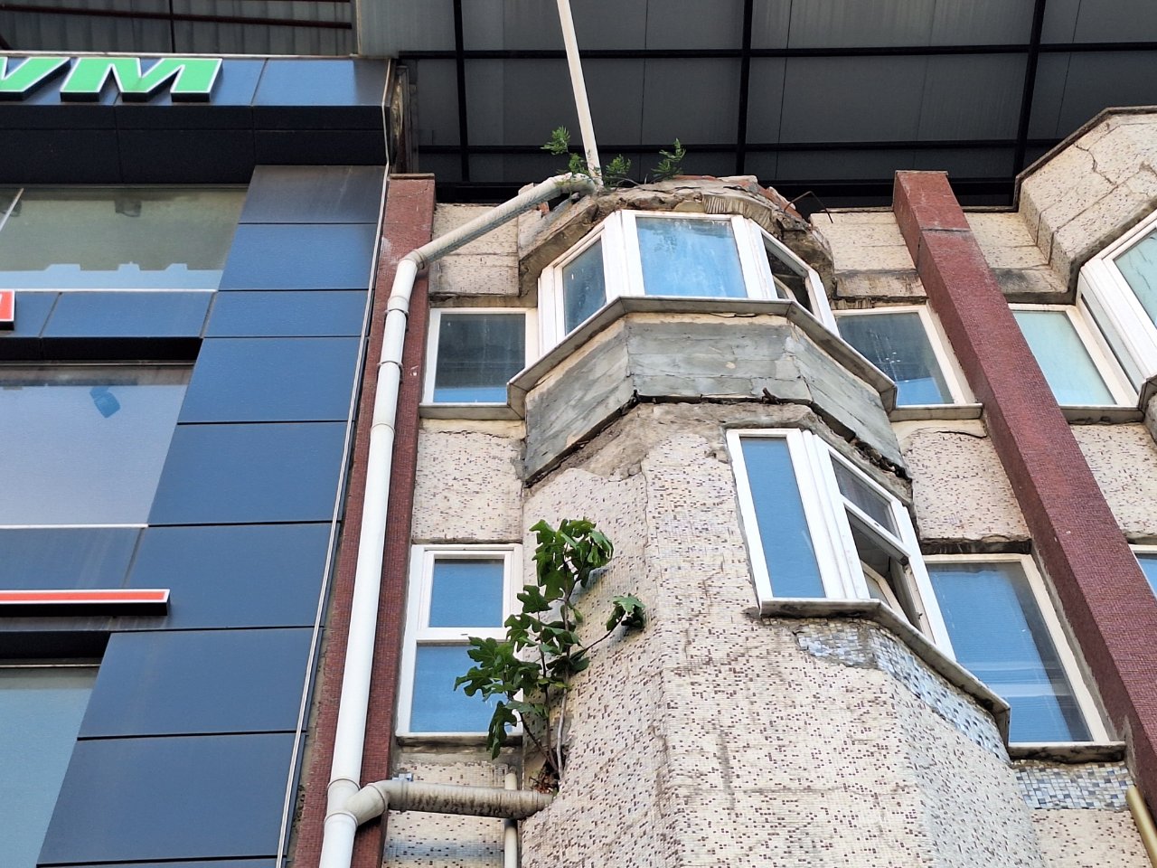 4 katlı binanın duvarında büyüdü! Bu ağacı görenler gözlerine inanamıyor