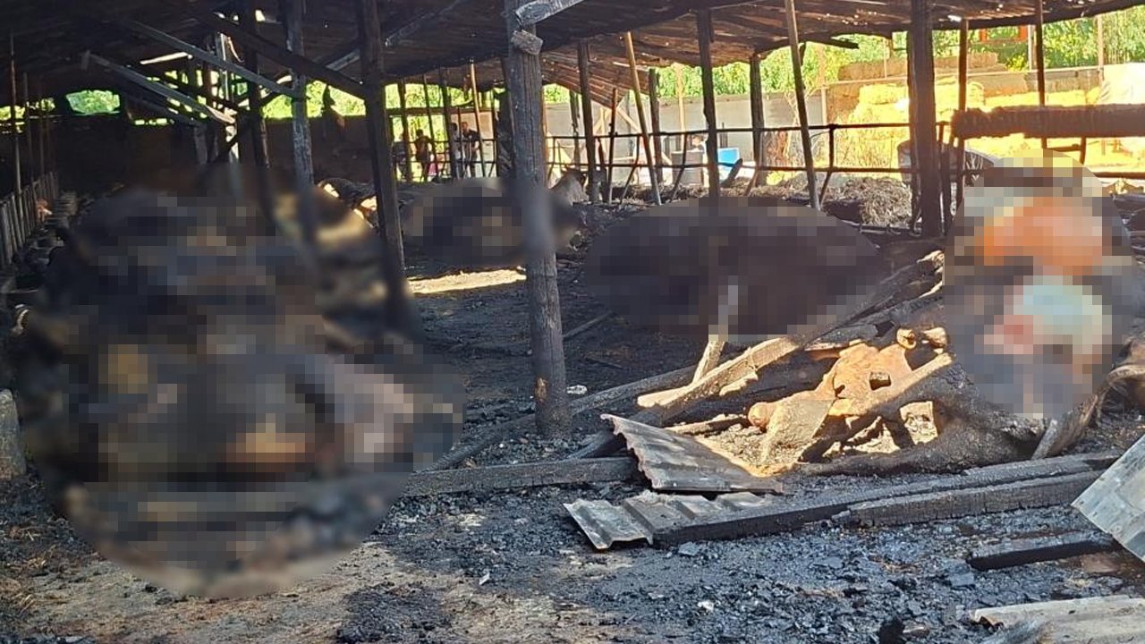 Yangın ahıra sıçradı: 53 büyükbaş hayvan telef oldu