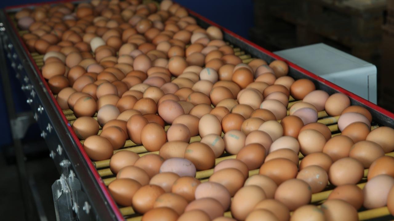 Yumurtada 'salmonella' salgını! Avrupa ülkesinde 1 kişi öldü, 200 kişi hastanelik oldu