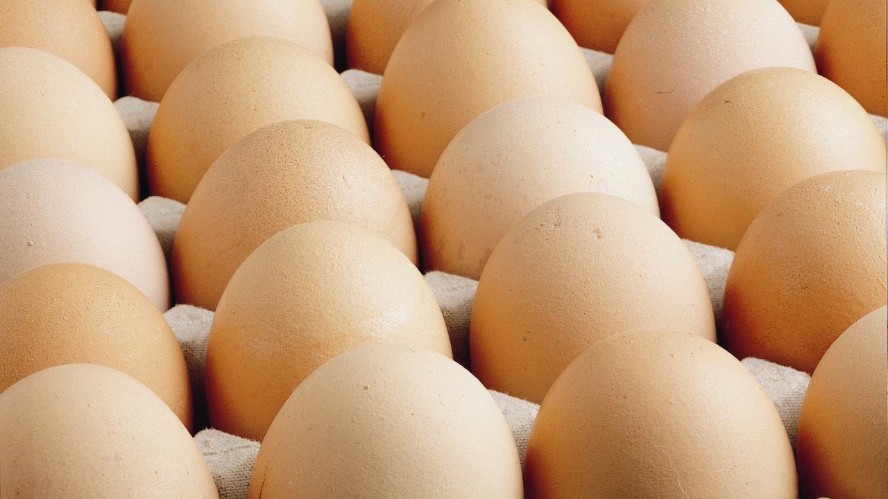Yumurtada 'salmonella' salgını! Avrupa ülkesinde 1 kişi öldü, 200 kişi hastanelik oldu