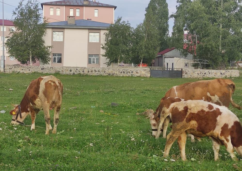 Ardahanda kuduz paniği! Mahalleye giriş çıkışlar yasaklandı