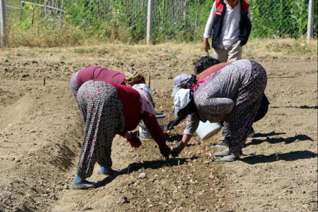 Dünyanın en pahalı baharatı Türkiye'de üretiliyor! Kilosu 600 bin TL