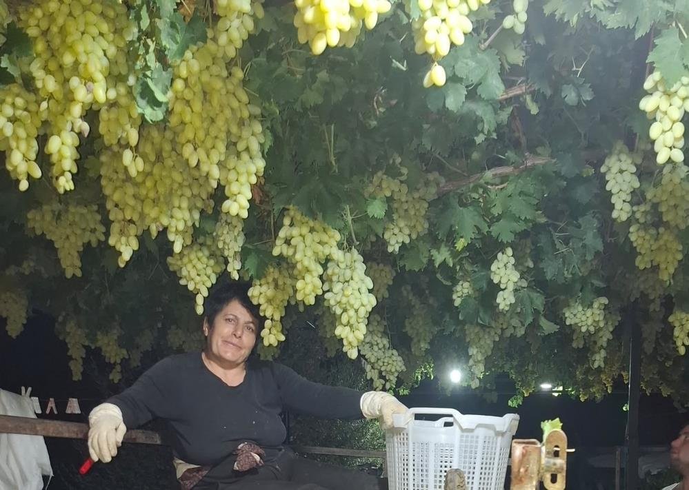 Gece hasadı başladı! Kilosu 25 lira, tam bir antioksidan deposu