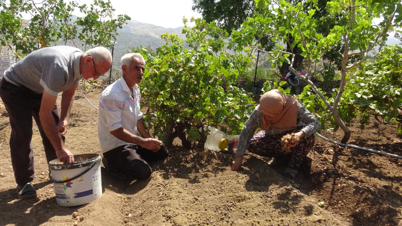 İnternette görüp denedi, yüksek getiri sonrası tarlasını doldurdu: 10 kat fazla kazandırıyor