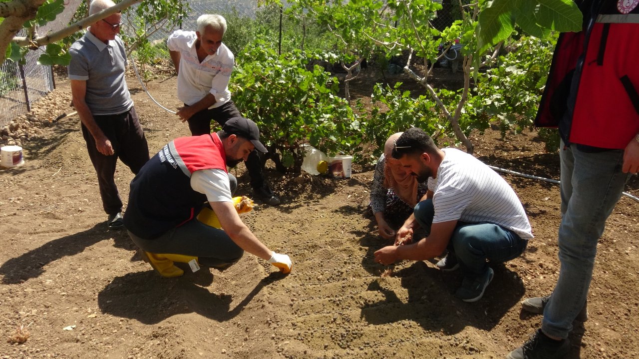 İnternette görüp denedi, yüksek getiri sonrası tarlasını doldurdu: 10 kat fazla kazandırıyor