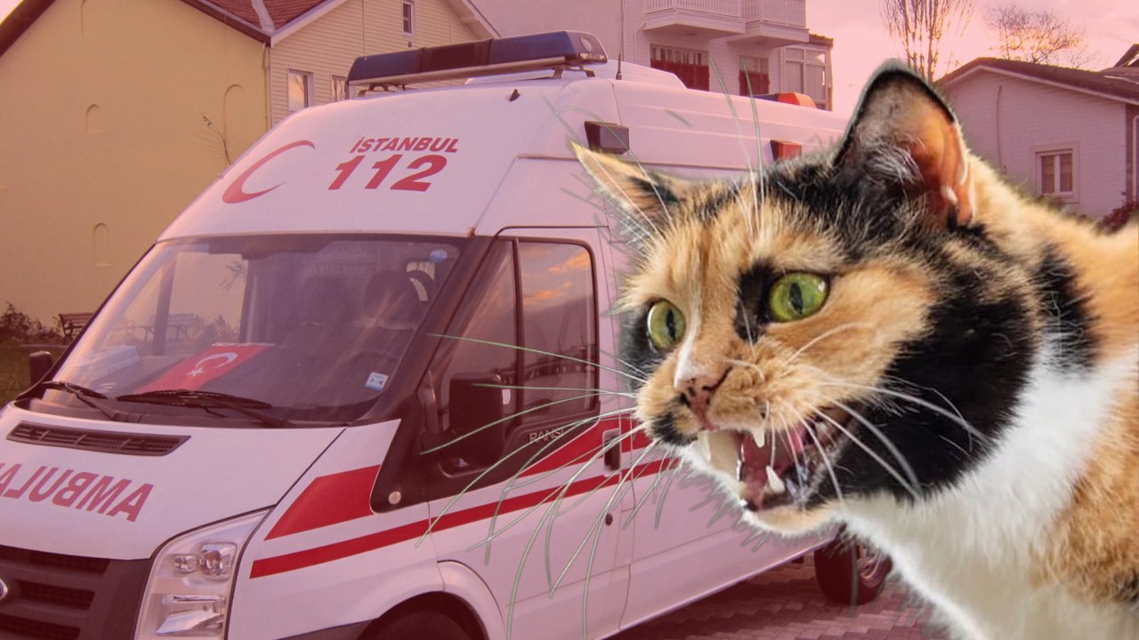 Kuduzla ilgili kritik uyarı: Kedi tırmalaması da risk taşıyor