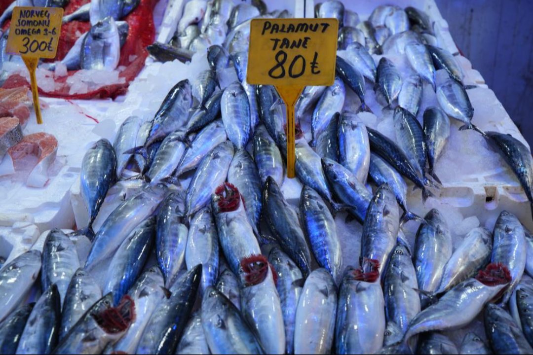 Palamutta bolluk başladı! Fiyatı duyan tezgaha koştu