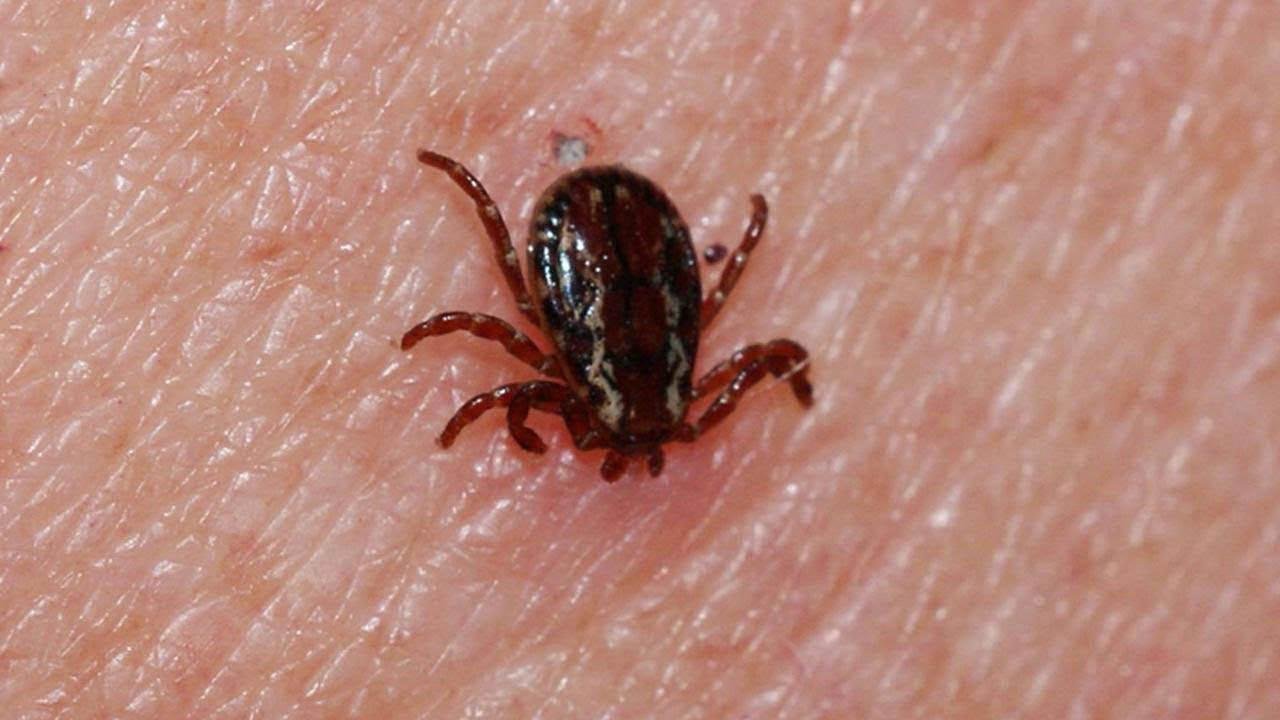 Sivas'ta kene yine can aldı! Genç çiftçi kurtarılamadı