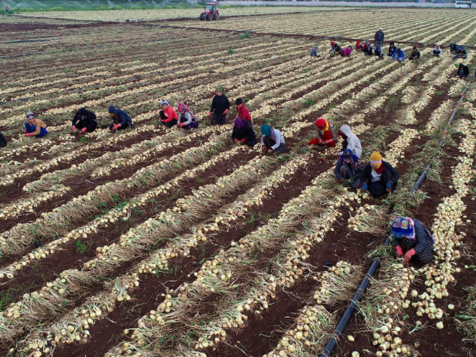 Tarlada 20 lira, sofrada 60! Üreticisini 2 yıl sonra umutlandırdı