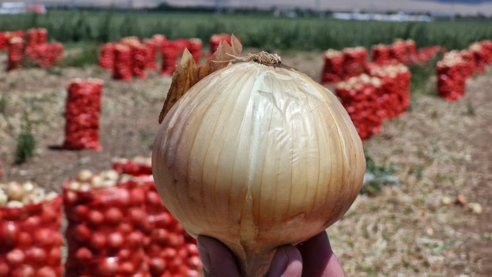 Tarlada 20 lira, sofrada 60! Üreticisini 2 yıl sonra umutlandırdı
