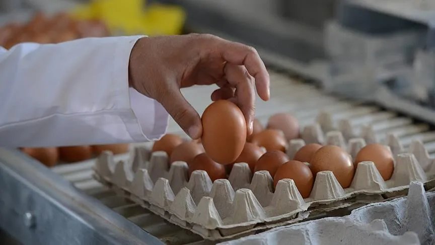 Yumurtaya zam kapıda! Üretici fiyatları 1 ayda yüzde 61 arttı