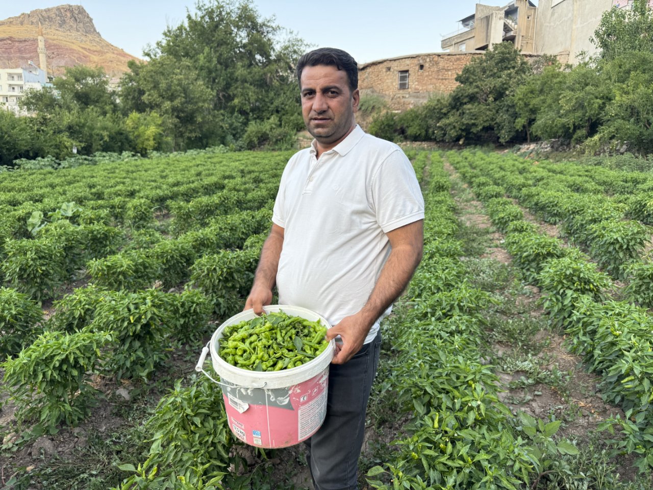 İlk hasatta 450 liraydı, şimdi 60 liraya düştü! Diyarbakırın tescilli lezzetinin fiyatı çakıldı
