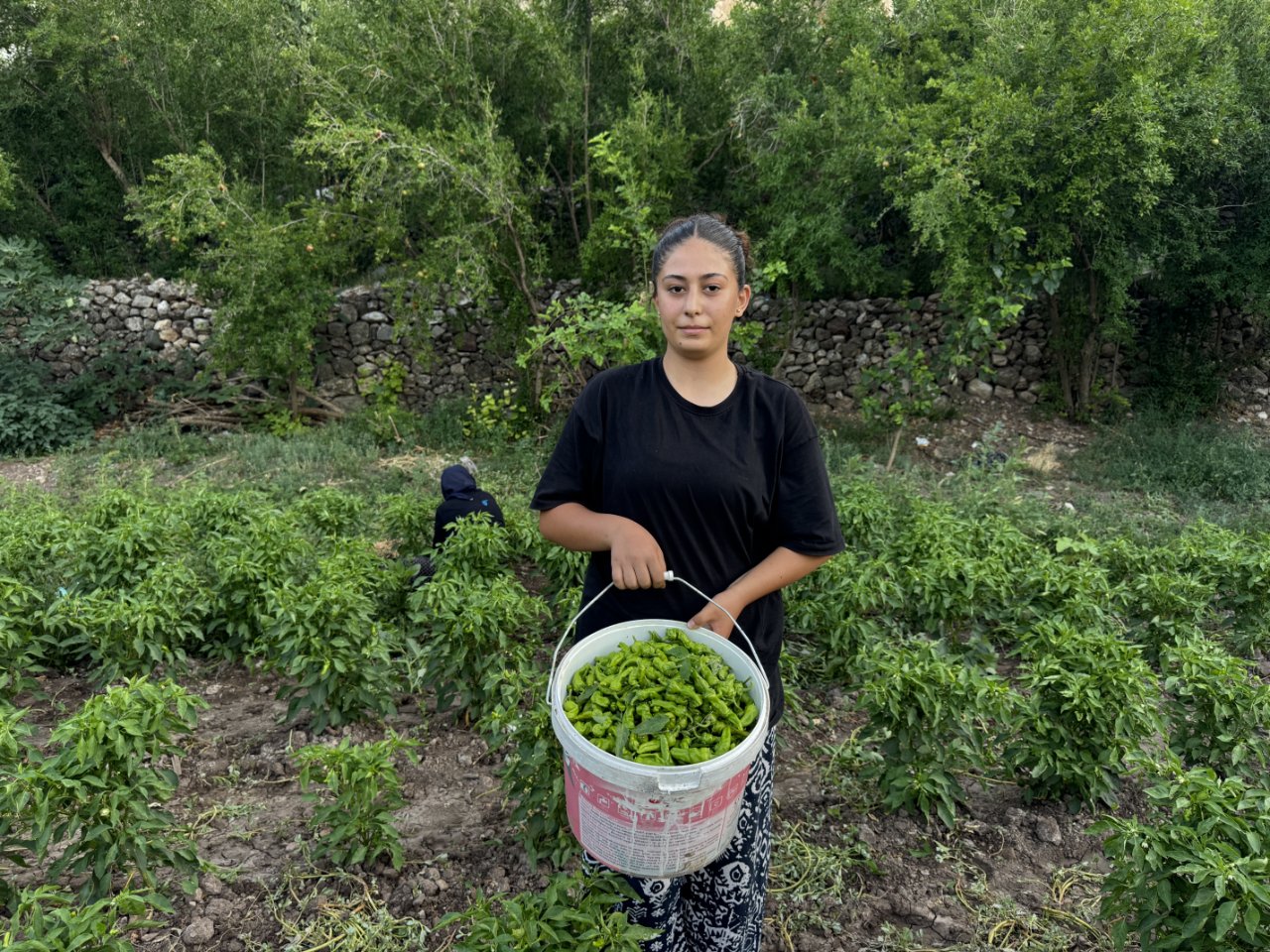 İlk hasatta 450 liraydı, şimdi 60 liraya düştü! Diyarbakırın tescilli lezzetinin fiyatı çakıldı
