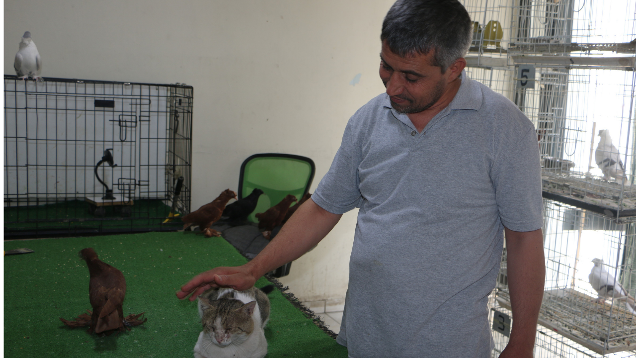 Vejetaryen kedi Bulut'a yoğun ilgi: Et yedirene sıfır otomobil 
