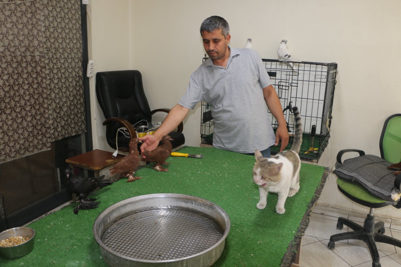 Vejetaryen kedi Buluta yoğun ilgi: Et yedirene sıfır otomobil