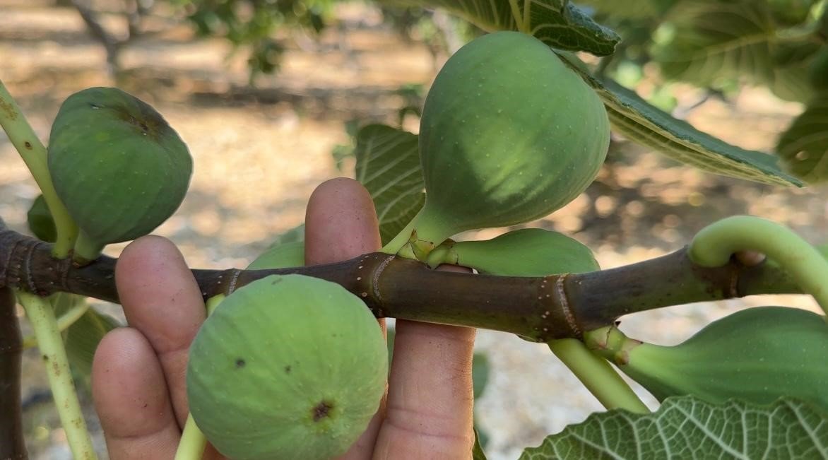 Hasat öncesi üreticinin hesabı şaştı! 15 ton beklenen araziden 7 ton çıkacak