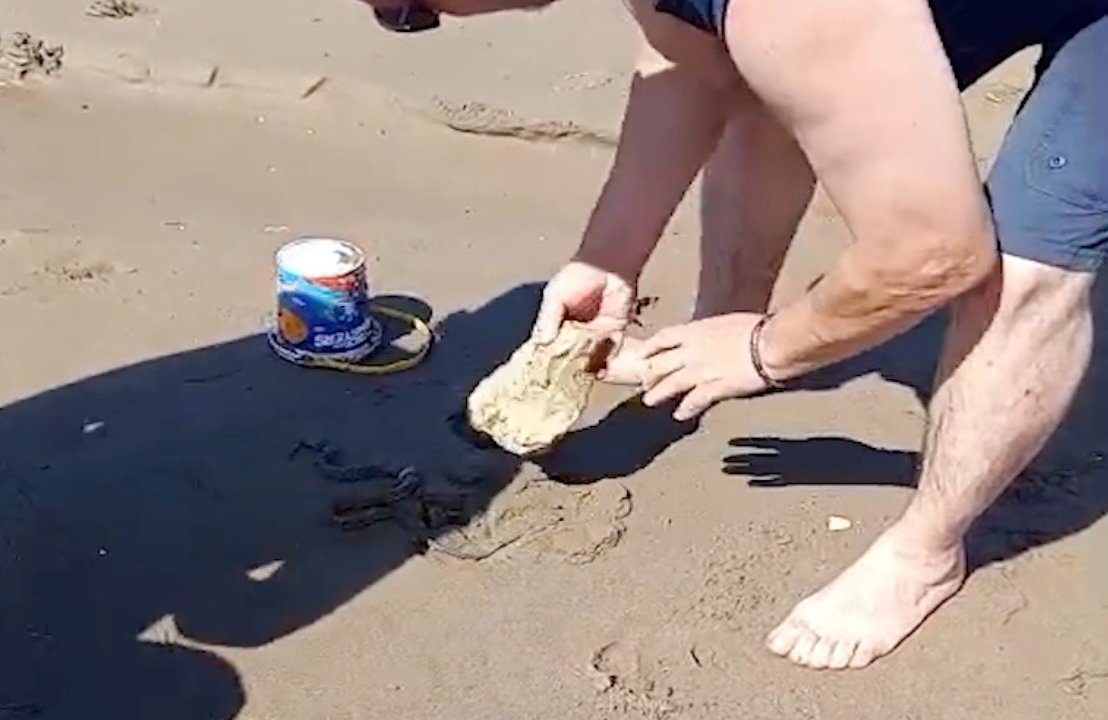 Plajda görülen yılan vatandaşlara panik yaşattı! O anlar kamerada