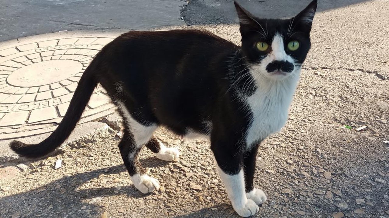 Samsun'da pala bıyıklı kedi görenleri tebessüm ettiriyor