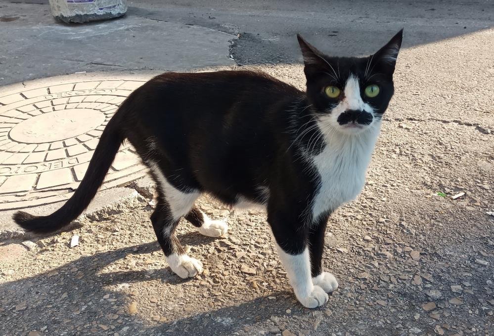 Samsun'da pala bıyıklı kedi görenleri tebessüm ettiriyor