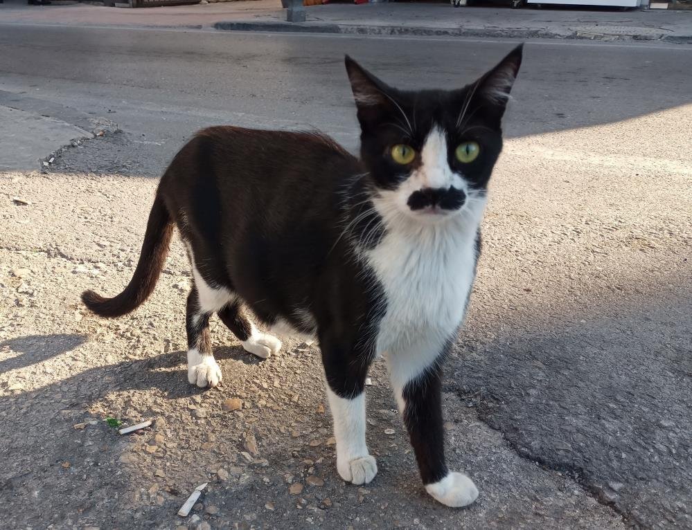 Samsun'da pala bıyıklı kedi görenleri tebessüm ettiriyor