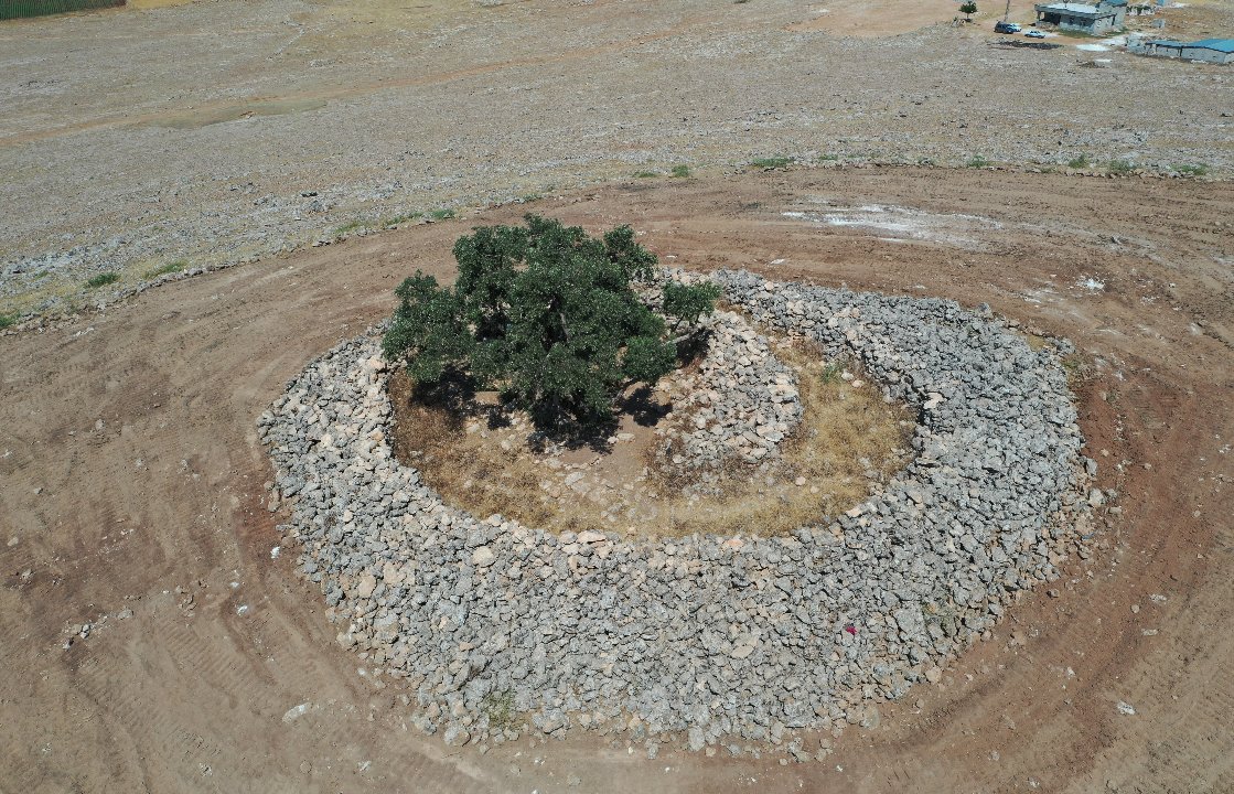13 asırdır yaşıyor! 2007'de tescillendi, senede 50 kilogram ürün veriyor