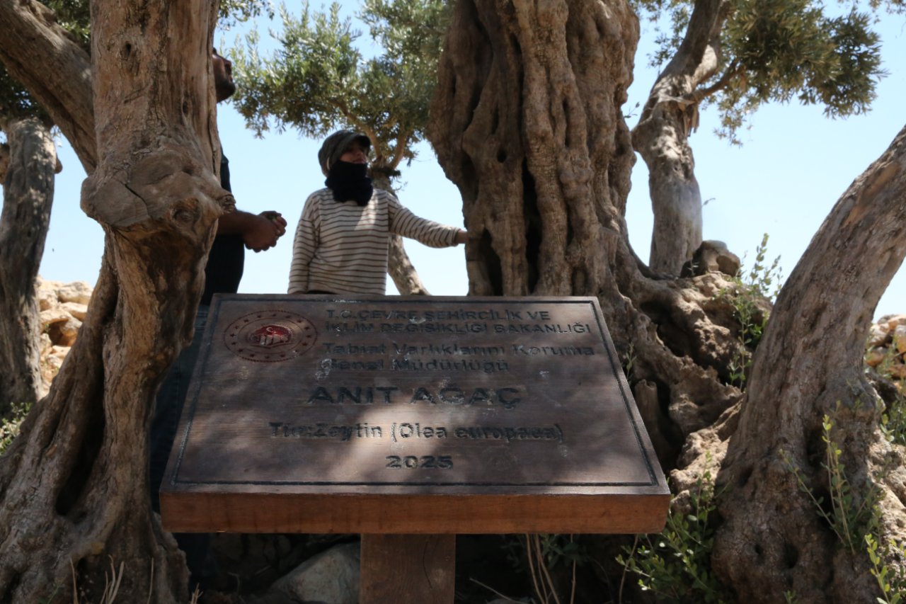 13 asırdır yaşıyor! 2007de tescillendi, senede 50 kilogram ürün veriyor