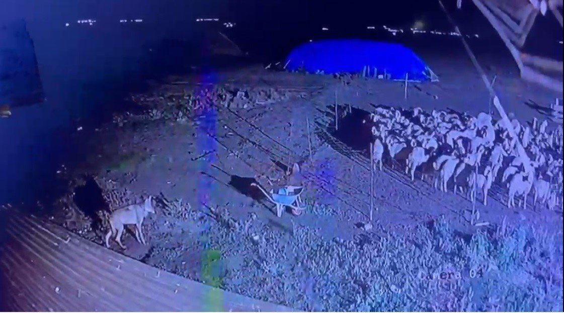 Karsta aç kalan kurt köye indi, koyunlar son anda kurtuldu