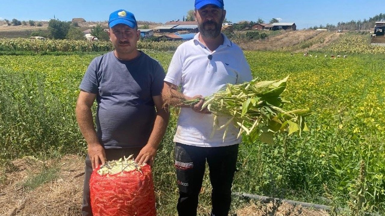 Kazancı çok! Köylüler “İyi ki ekmişiz” diyor… 15 dakikada pişiyor asla gaz yapmıyor