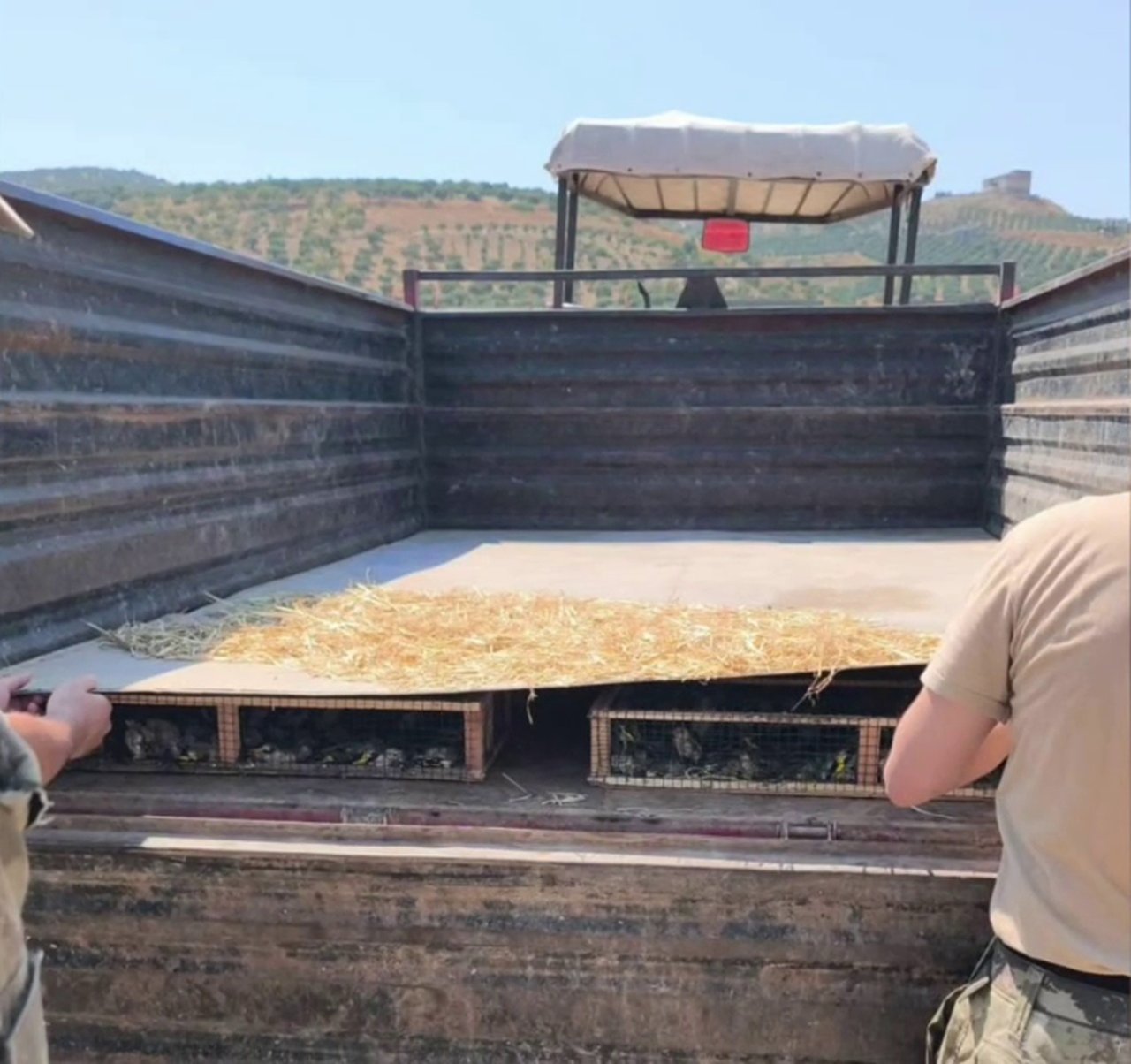 Kuş kaçakçısına ağır ceza! Traktörle sınırı geçmeye çalışan şahıs yakalandı, binlerce kuş özgürlüğüne kavuştu