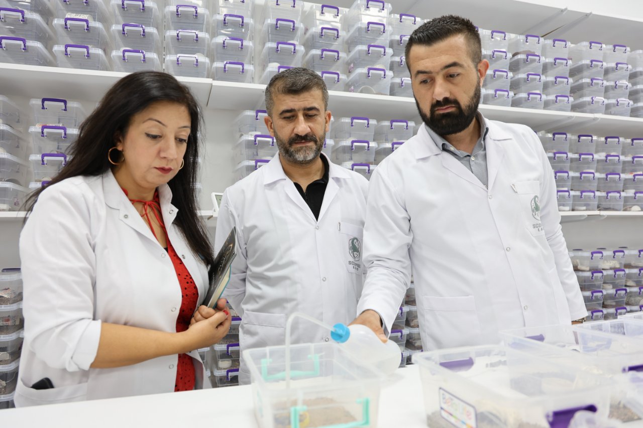 Akrep zehri, kanser ilacına ve kozmetik ürününe dönüşüyor! 3 ülkeye ihracat yolda