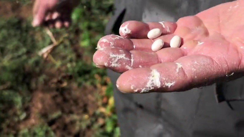 Dünyaca ünlü! 1 ayda hazır hale geliyor, kilosu 500 TL’yi buluyor