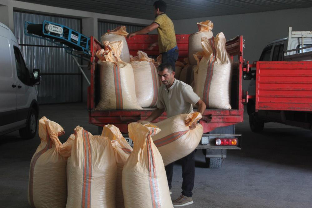Fındıkta fiyat savaşı başladı! TMO ile serbest piyasa arasında 80 TL fark
